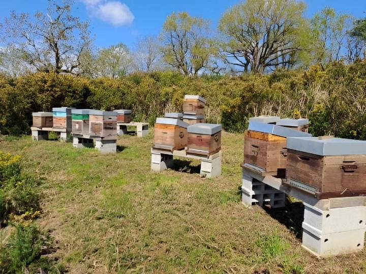 Formation apiculture débutant Val d’Oust