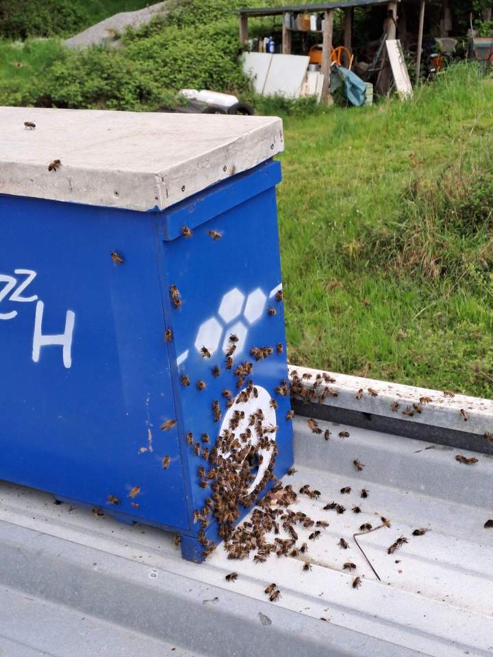 Rucher d’abeilles Val d’Oust