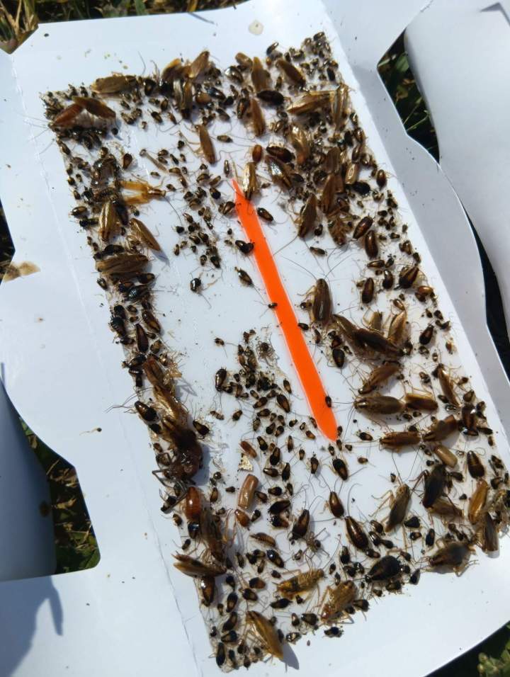 Traitement anti-insectes Val d’Oust