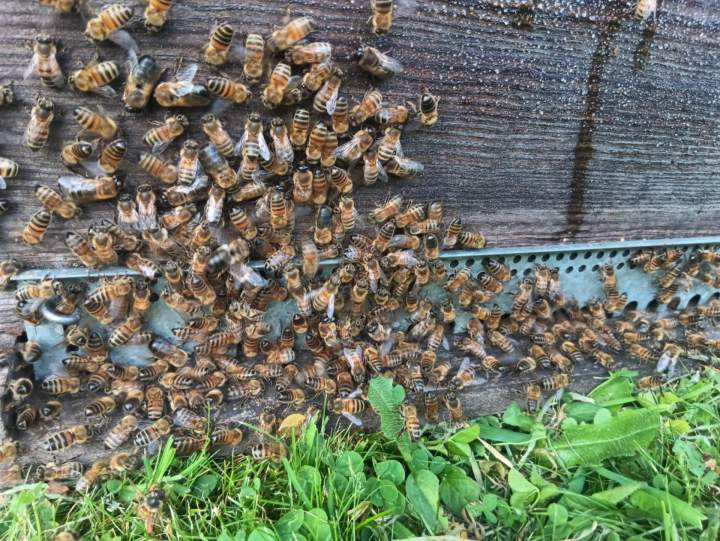 Élevage d’abeilles Val d’Oust