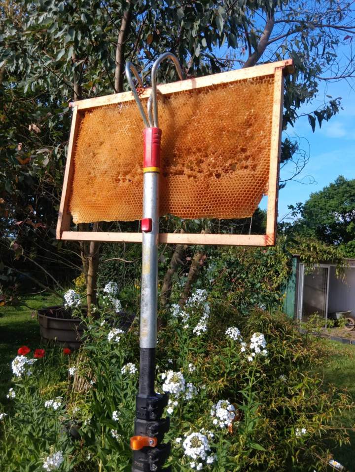 Enlèvement de nid de guêpes Val d’Oust