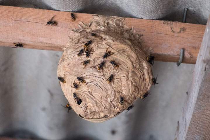 Traitement professionnel nid de guêpes Val d’Oust