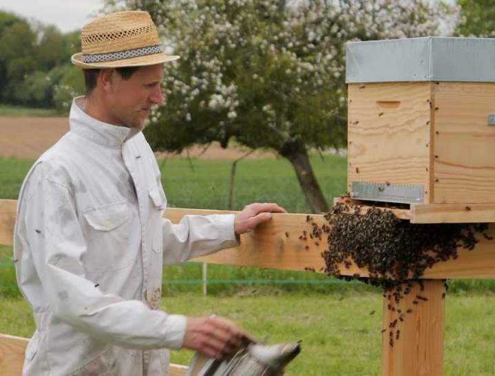 Préservation des abeilles et miel local.